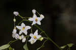 Jasmine nightshade